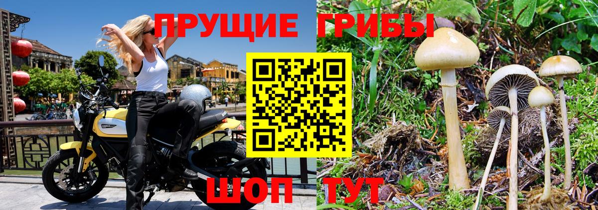 Псилоцибиновые грибы мицелий Волхов